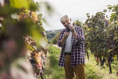 Smiling farmer standing with bunch of red grapes in vineyard