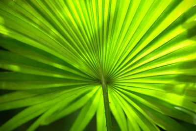 Close-up of palm leaves