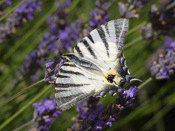 Close-up of butterfly on purple flower