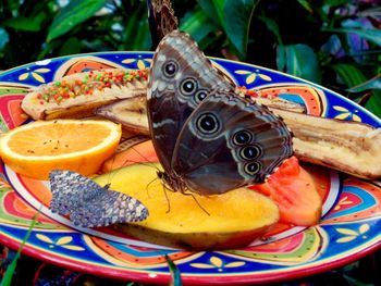 Close-up of fish in plate