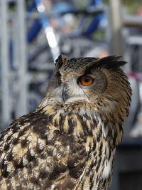 Close-up portrait of owl