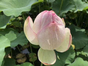 Close-up of pink lotus water lily