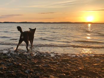 Dog on beach during sunset