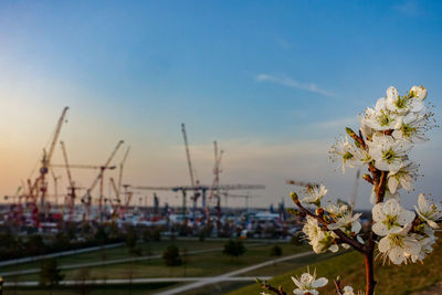 Close-up of flowering plants against sky during sunset