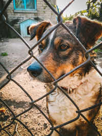 Dog looking through chainlink fence