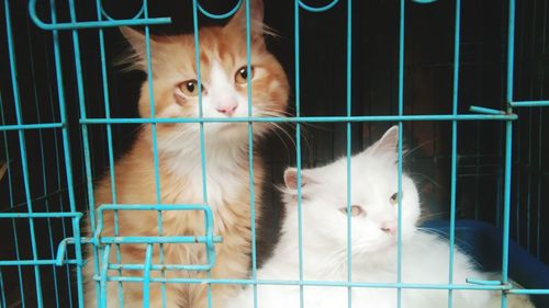 Portrait of cats in cage