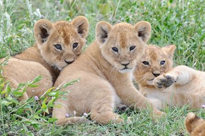 View of cats on grass