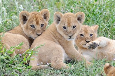 View of three cats on grass