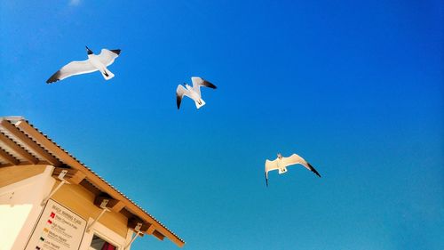 Low angle view of seagulls flying in sky