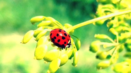 Close-up of ladybug on yellow flower