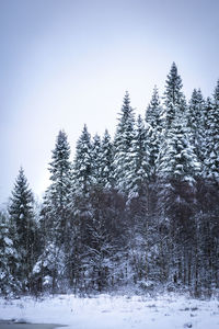 Pine trees on snow covered land against sky