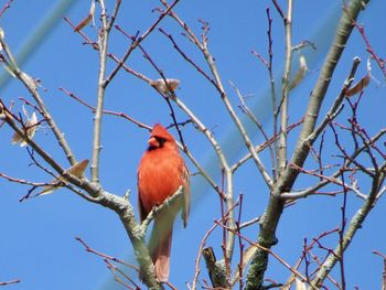 Low angle view of bird perching on branch against blue sky