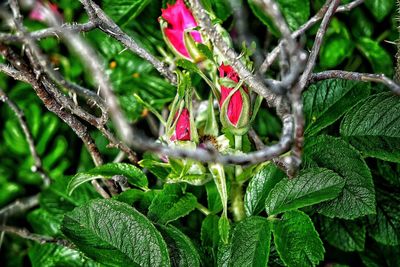 Close-up of plant in garden