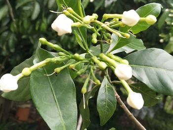 Close-up of fresh green plant