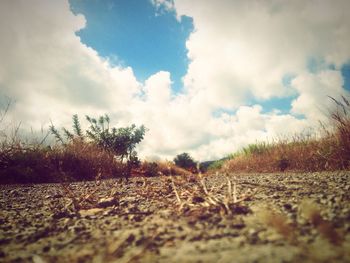 Close-up of fresh green field against sky