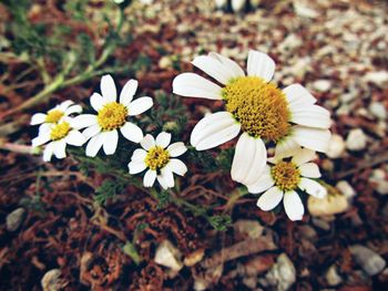 Close-up of white daisy flowers on field