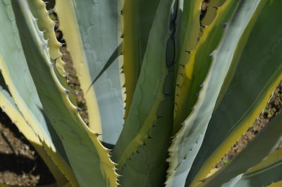 Close-up of succulent plant