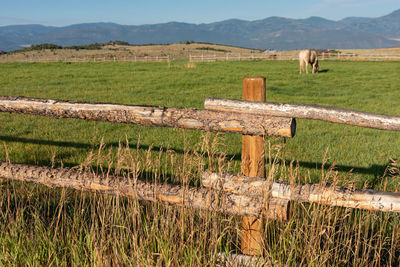 Horses in a field