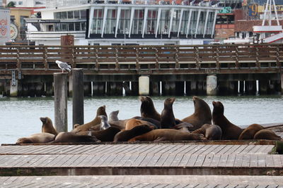 sea lion