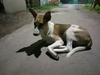 High angle view of a dog on street