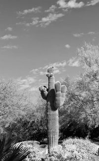 Saguaro cactus against sky