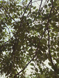 Low angle view of tree against sky