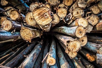 Full frame shot of logs in forest