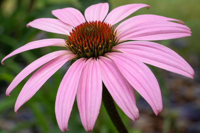 Close-up of pink flower, coneflower, blossoms of summer