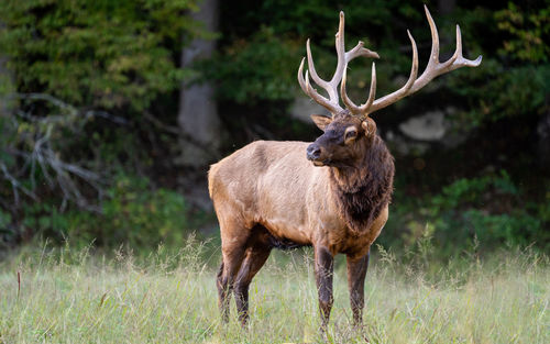 Deer standing in a field