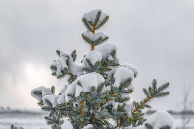 Close-up of snow covered tree against sky