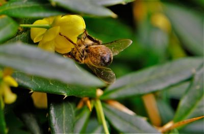 Close-up of insect pollinating on yellow flower