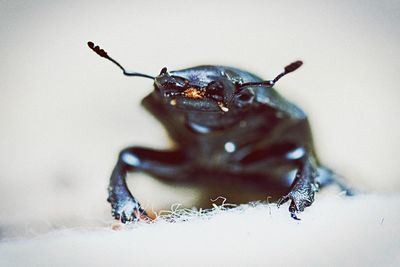 Close-up of insect on snow