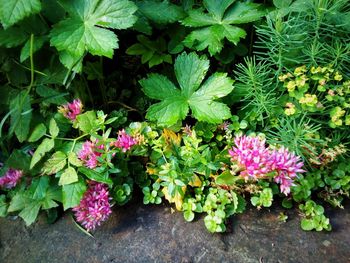 Pink flowers blooming outdoors