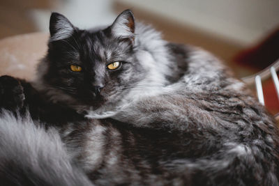 Close-up portrait of cat relaxing at home