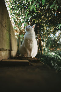 Cat sitting on a tree