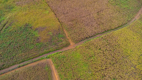 High angle view of agricultural field