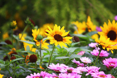 Close-up of yellow flowering plant