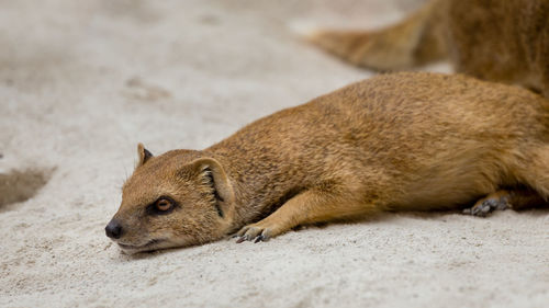 Close-up of yellow mongoose lying on ground