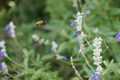 Close-up of bee pollinating on purple flowers