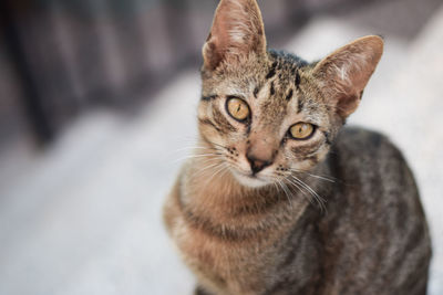 Close-up portrait of cat sitting outdoors