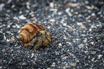 Close-up of hermit crab at beach