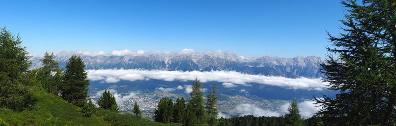 Panoramic view of pine trees against blue sky