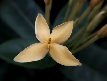 Close-up of frangipani blooming outdoors