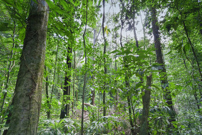 Trees in forest against sky