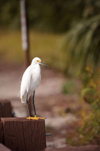 Close-up of bird perching on wire