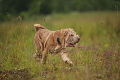 View of a dog walking on field