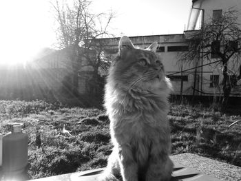 Cat by plants against sky