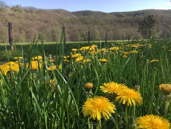 Close-up of fresh yellow flowers in field