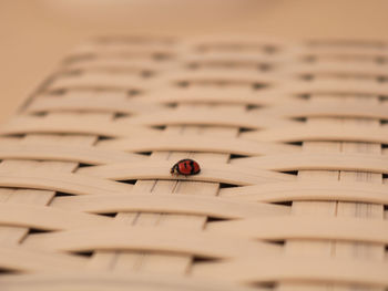 High angle view of ladybug