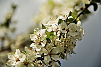 Close-up of cherry blossoms in spring